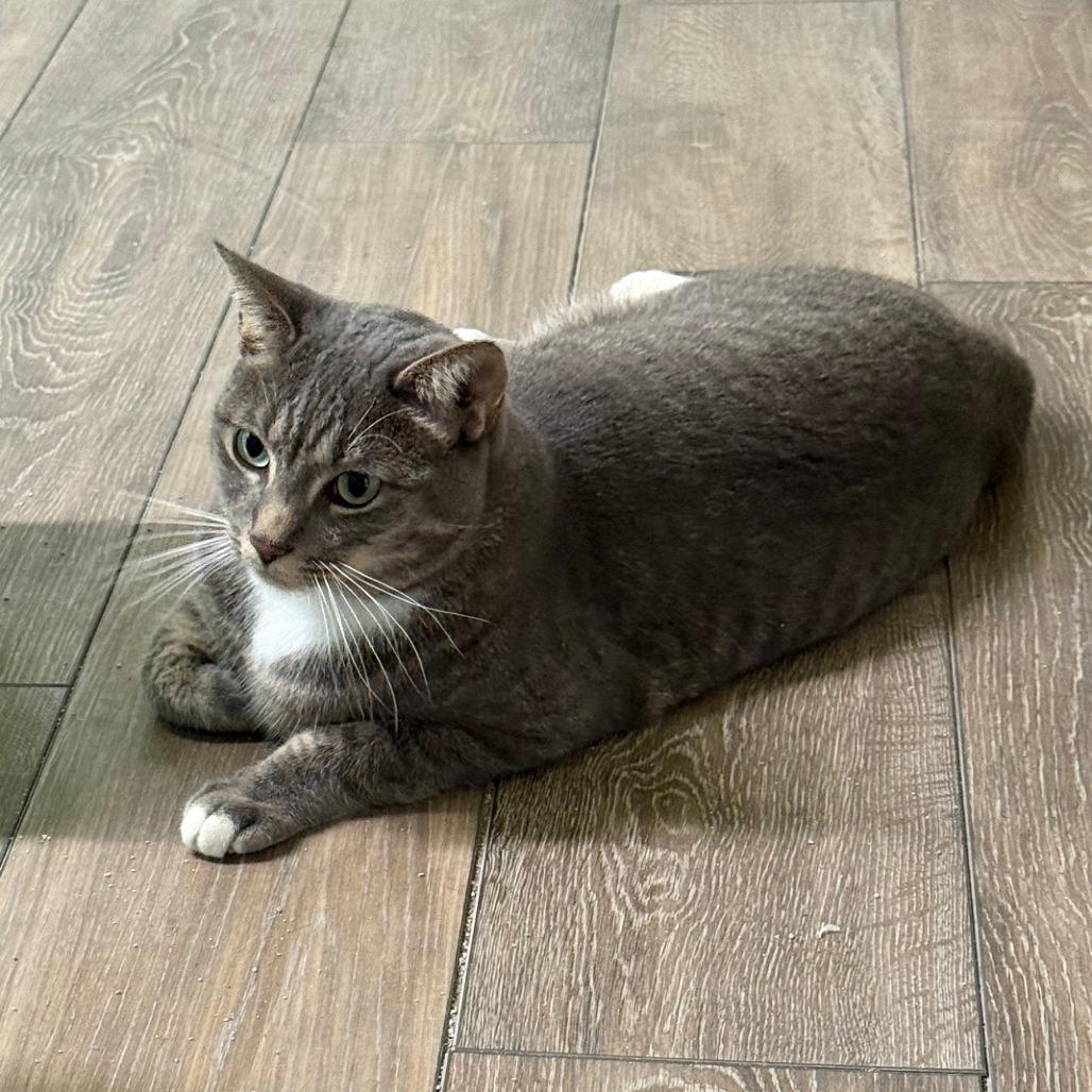 Jack, a Adoptable Domestic Short Hair in Lake Panasoffkee, FL image 5/6