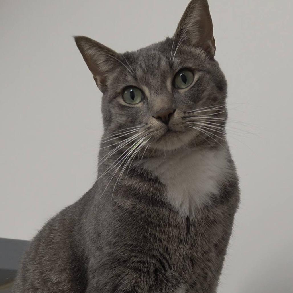 Jack, a Adoptable Domestic Short Hair in Lake Panasoffkee, FL image 6/6