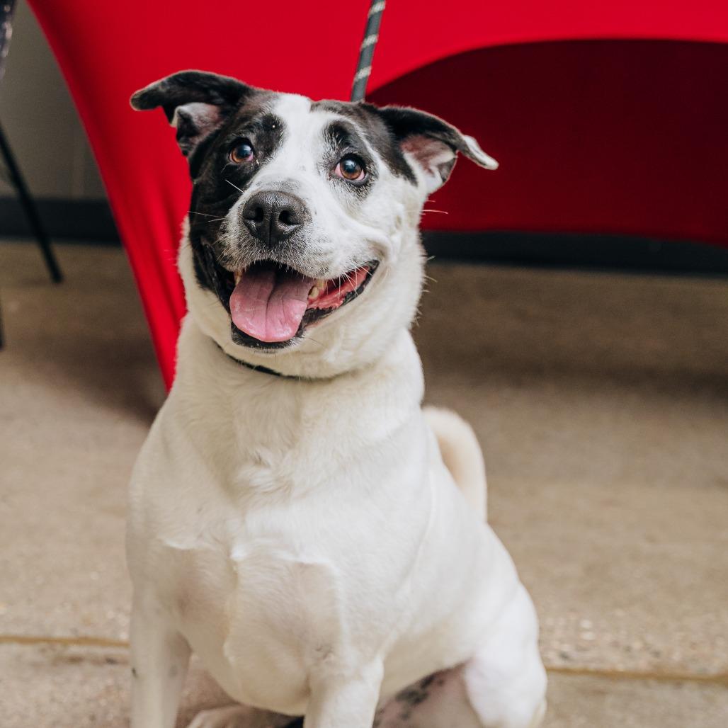 Edison, a Adoptable Mixed Breed in South Haven, MI image 1/6