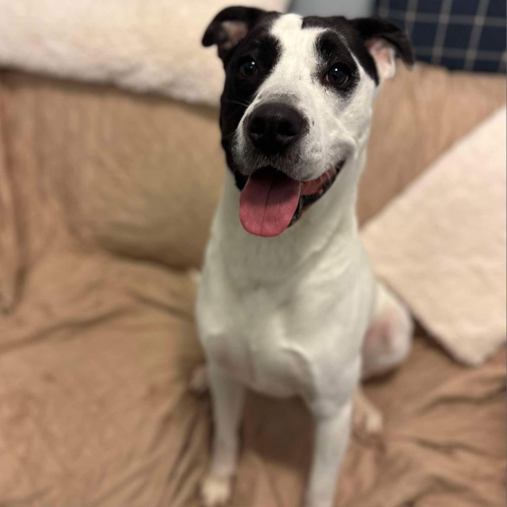 Edison, a Adoptable Mixed Breed in South Haven, MI image 2/6