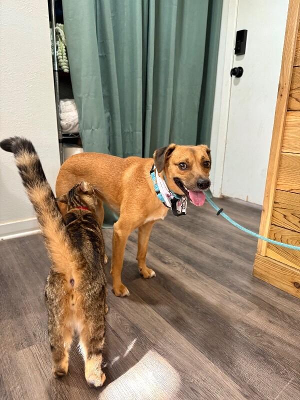 Enlarge Paco Perfect, a Adoptable mixed breed in Jerome, ID image 4/6