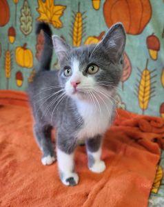 Enlarge Apple Jack, a Adoptable Domestic Short Hair in Bucyrus, OH image 2/3