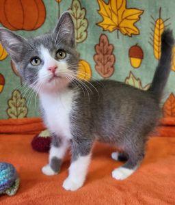 Apple Jack, Adoptable, Young Male Domestic Short Hair.