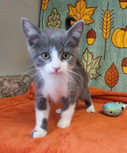 Enlarge Apple Jack, a Adoptable Domestic Short Hair in Bucyrus, OH image 3/3