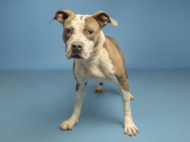 Enlarge ZOEY, a Adoptable Pit Bull Terrier in Phoenix, AZ image 1/1