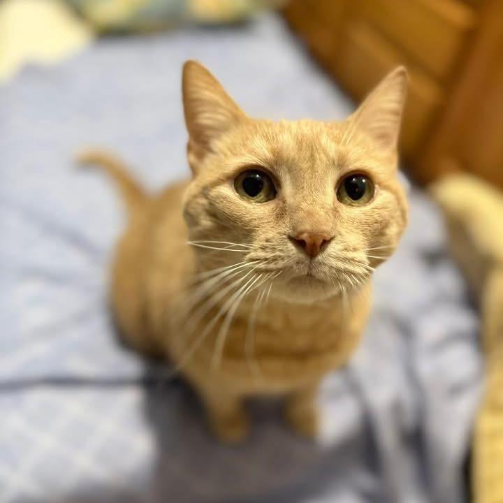 Mariah (In Foster), Adoptable, Adult Female Domestic Short Hair.