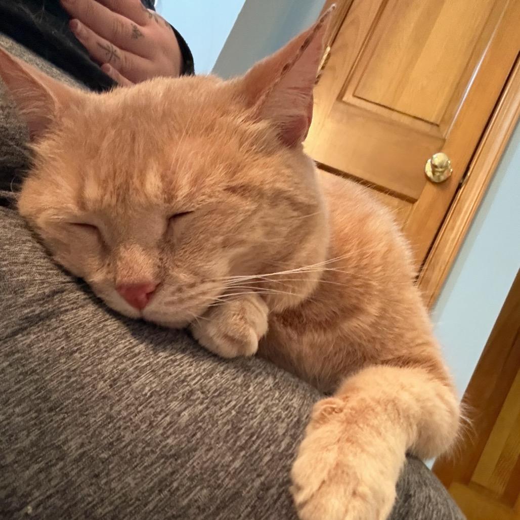 Mariah (In Foster), Adoptable, Adult Female Domestic Short Hair.