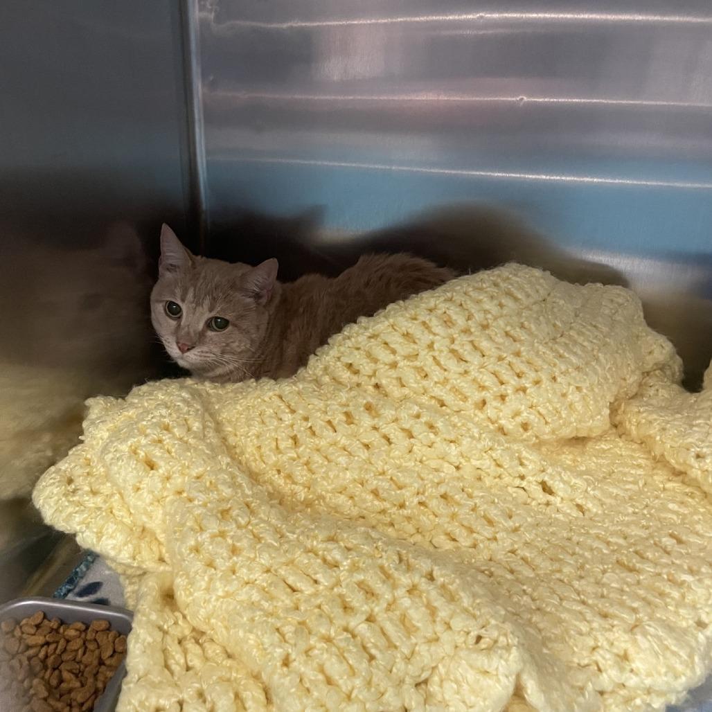 Enlarge Mariah (In Foster), a Adoptable Domestic Short Hair in Vineland, NJ image 2/2