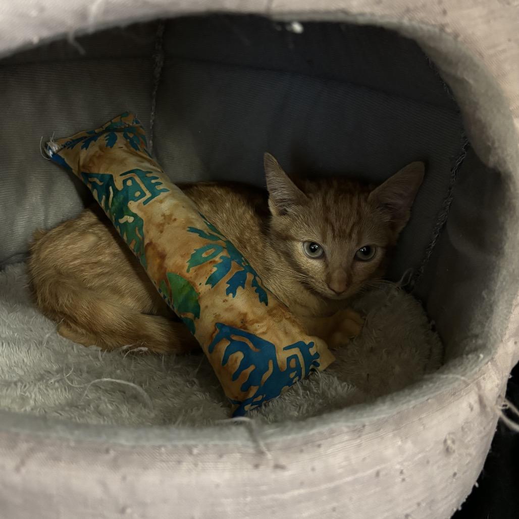 MAX, Adoptable, Adult Male Domestic Short Hair & Domestic Short Hair.