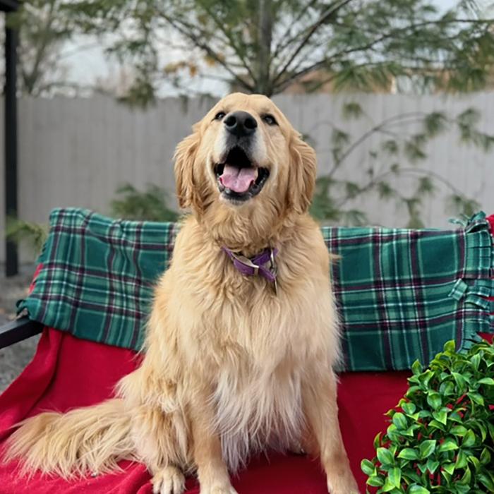 Penny, Adoptable, Young Female Golden Retriever.