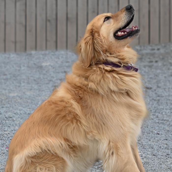 Enlarge Penny, a Adoptable Golden Retriever in Louisville, KY image 2/6