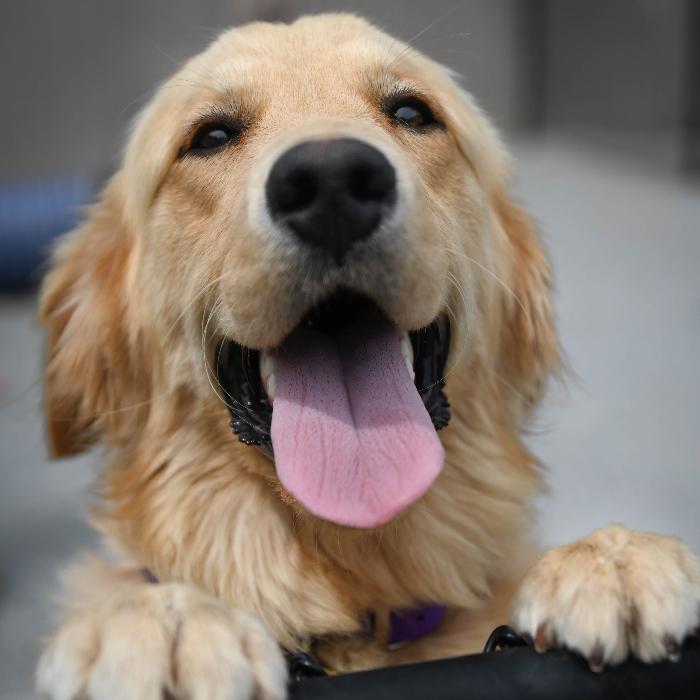 Enlarge Penny, a Adoptable Golden Retriever in Louisville, KY image 3/6