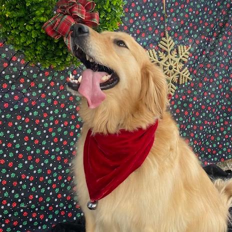 Enlarge Penny, a Adoptable Golden Retriever in Louisville, KY image 4/6