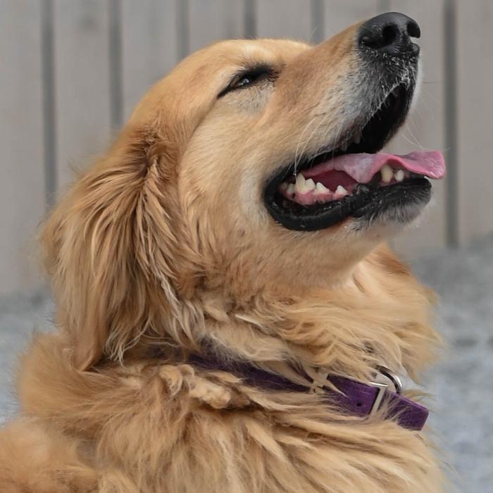 Enlarge Penny, a Adoptable Golden Retriever in Louisville, KY image 5/6