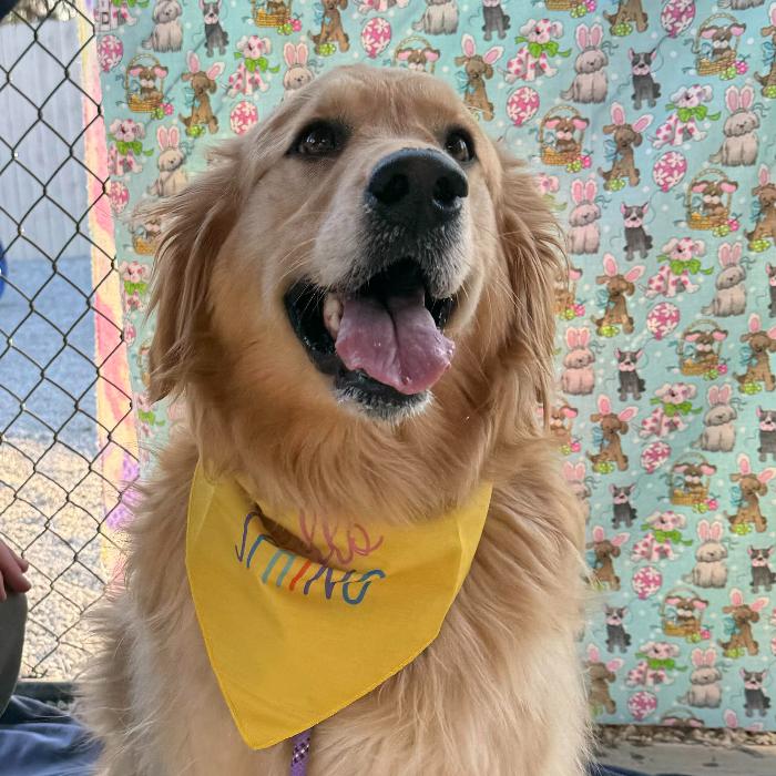 Enlarge Penny, a Adoptable Golden Retriever in Louisville, KY image 6/6