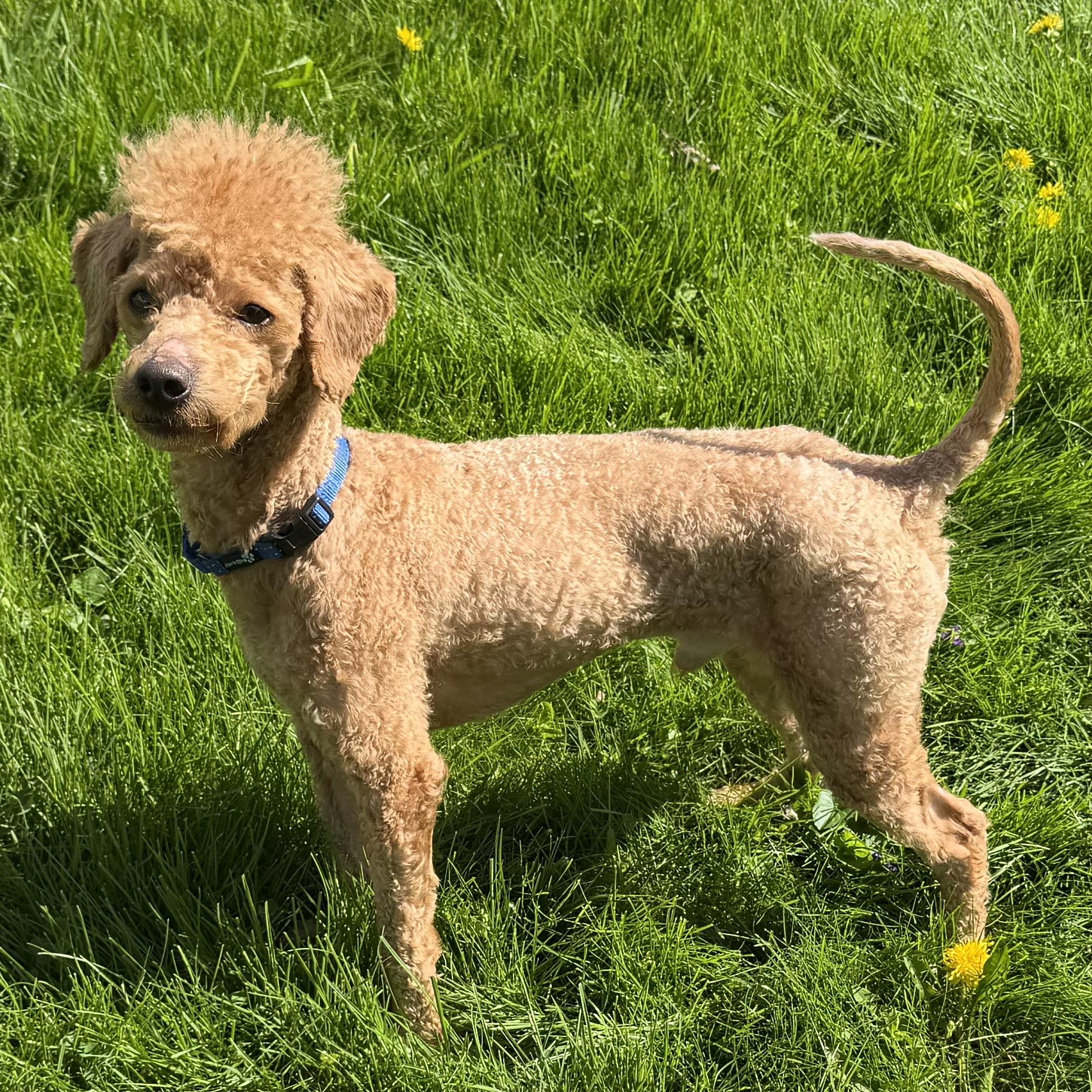 Enlarge Parker, an adoptable mixed breed in Libertyville, IL image 2/5