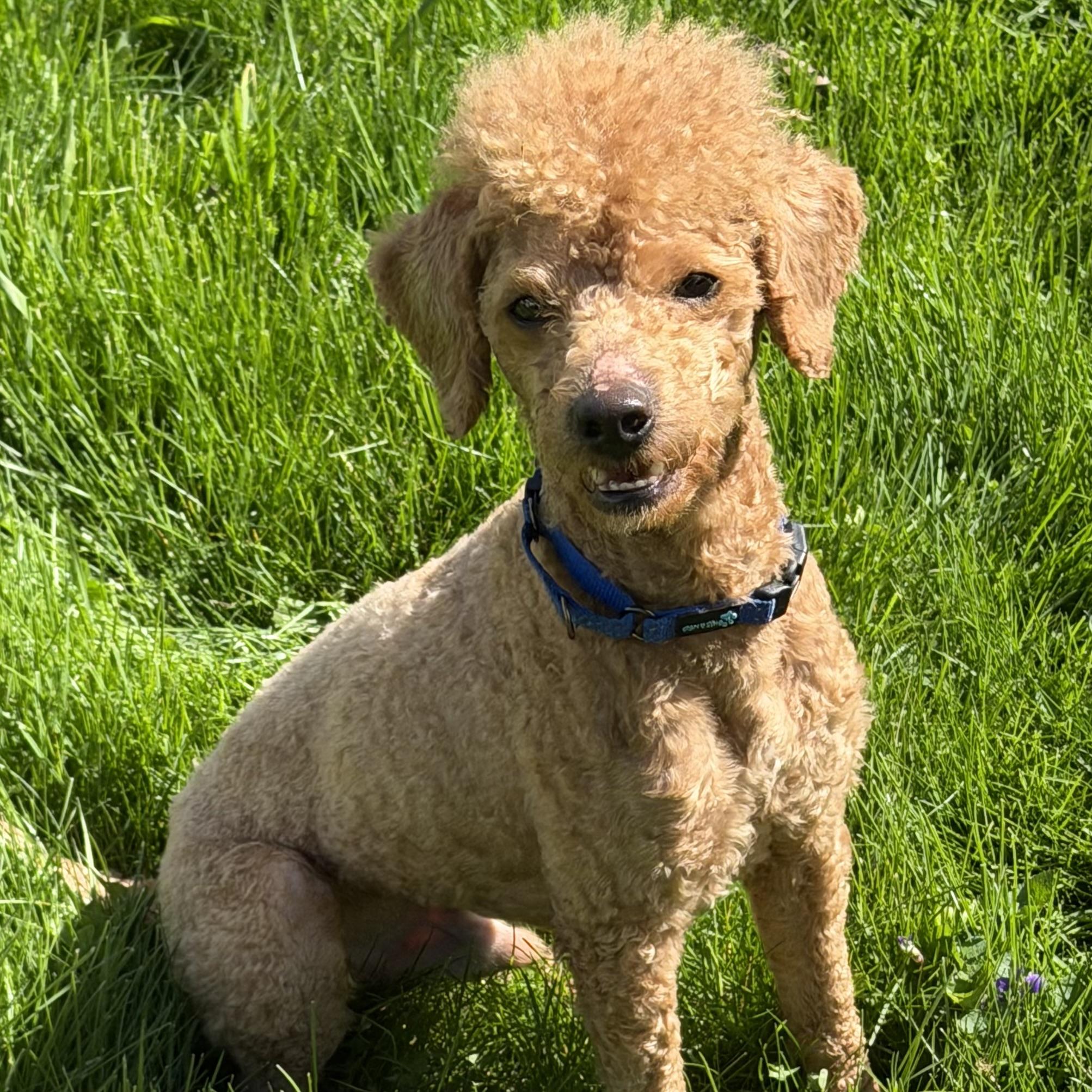 Enlarge Parker, an adoptable mixed breed in Libertyville, IL image 1/5