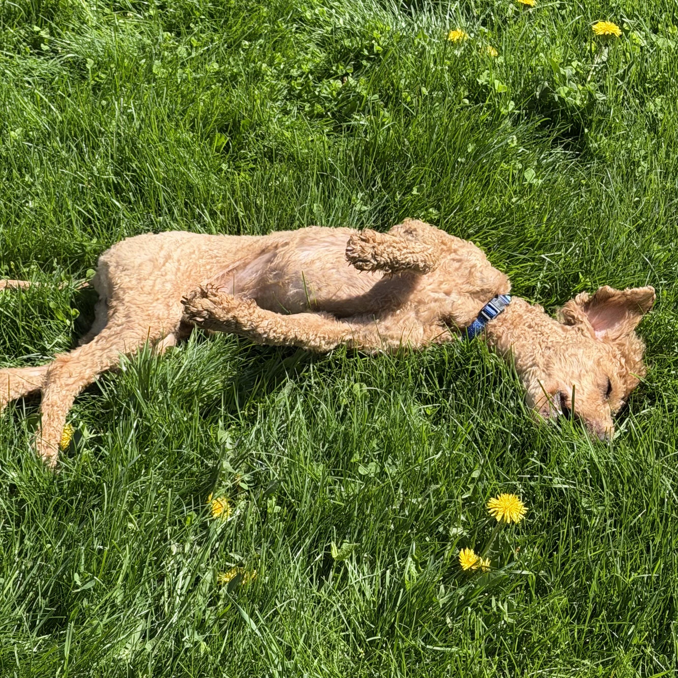 Enlarge Parker, an adoptable mixed breed in Libertyville, IL image 4/5