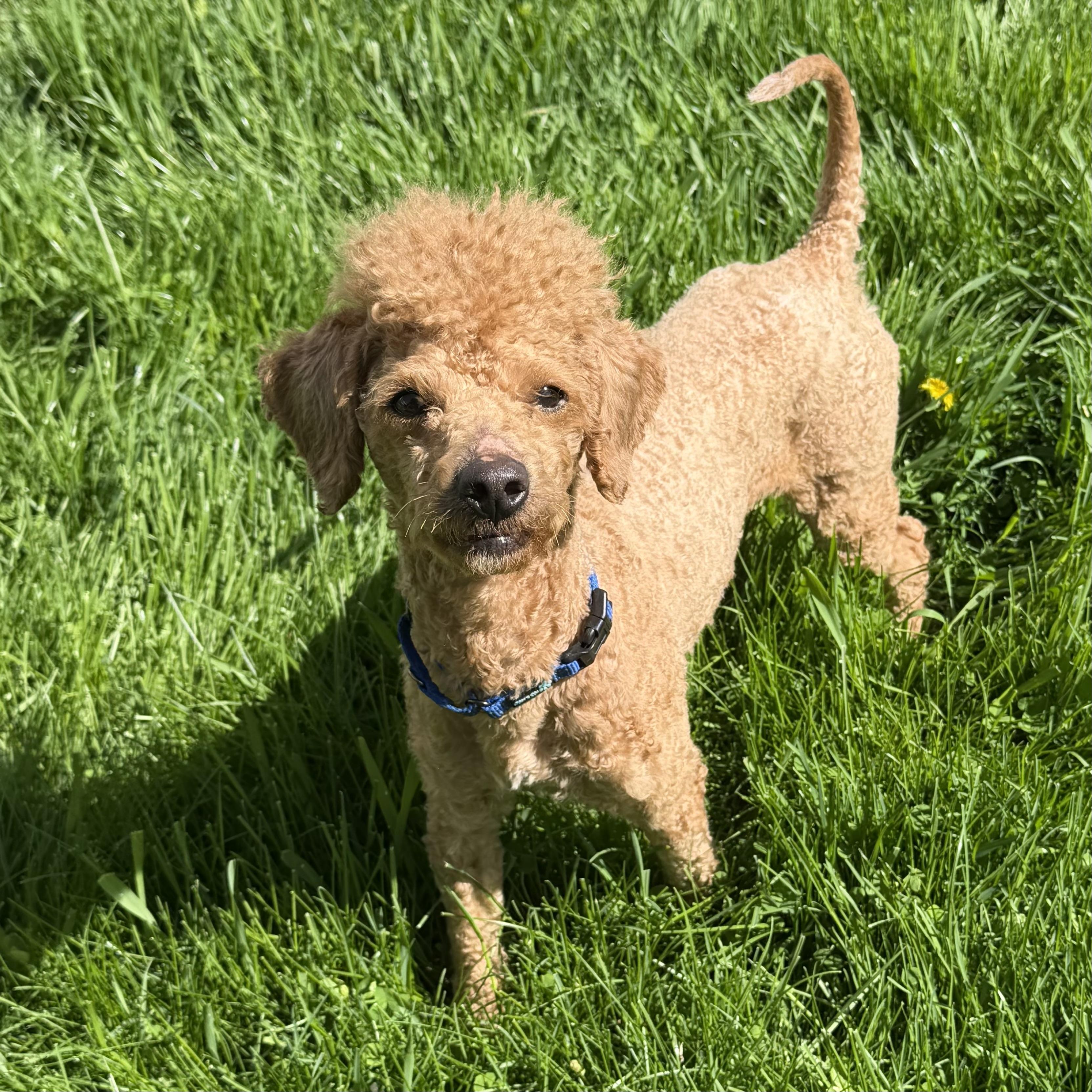 Enlarge Parker, an adoptable mixed breed in Libertyville, IL image 3/5