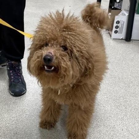 Enlarge Parker, an adoptable mixed breed in Libertyville, IL image 5/5