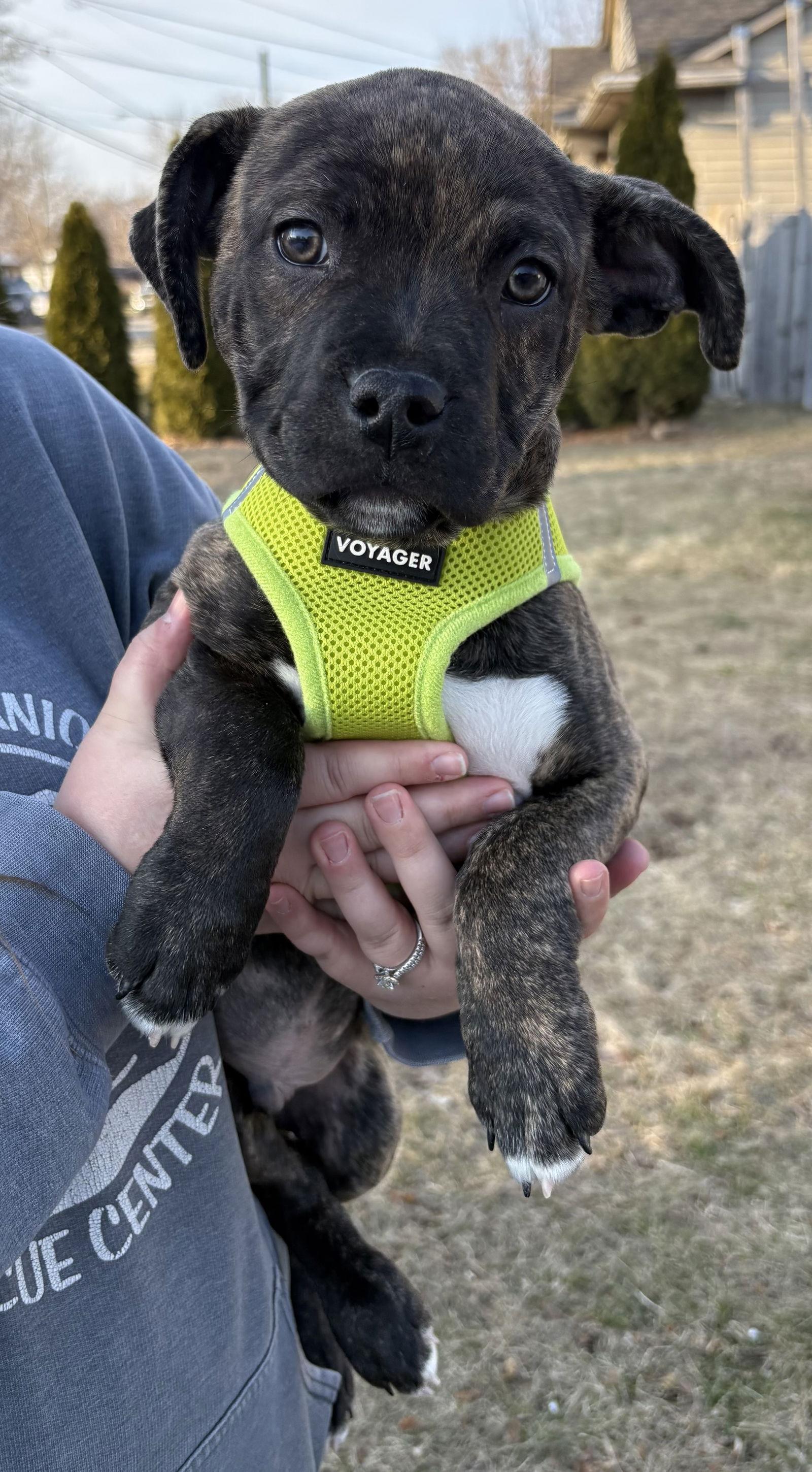 Whit — thumbnail 2