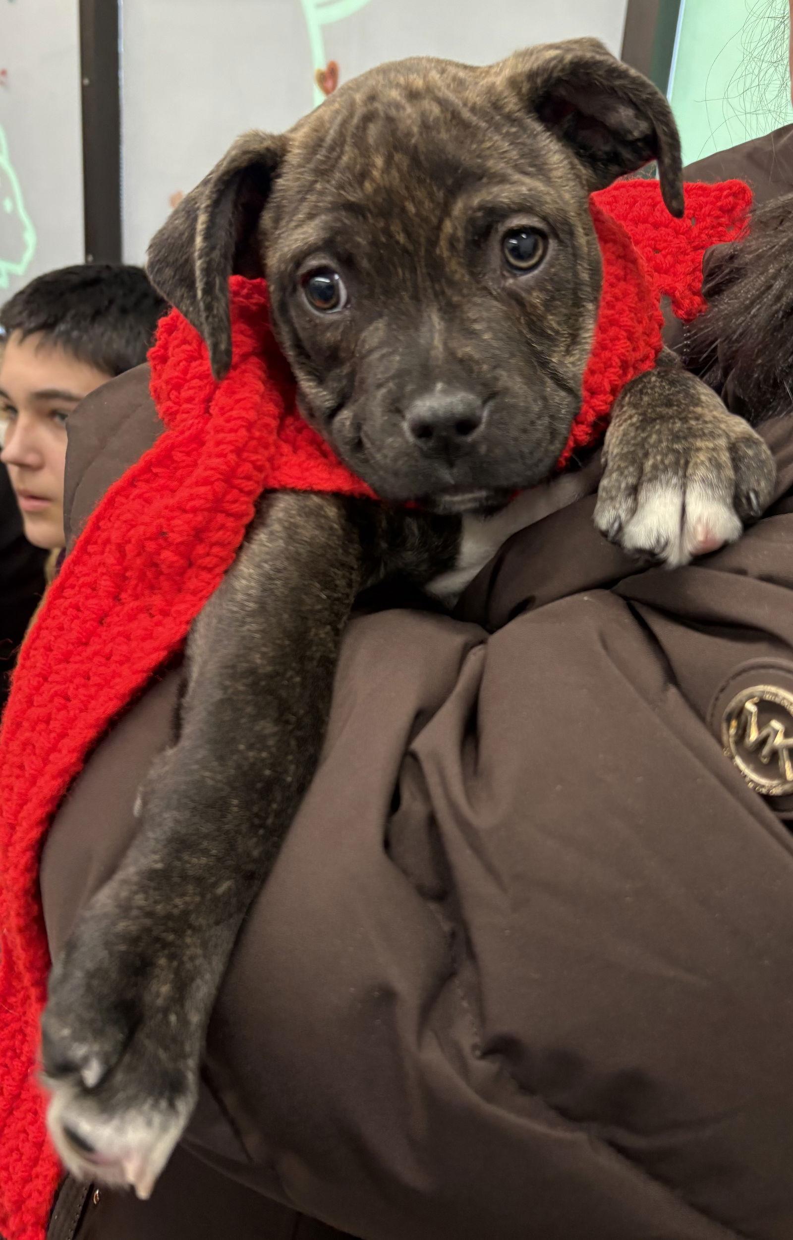 Whit — thumbnail 3