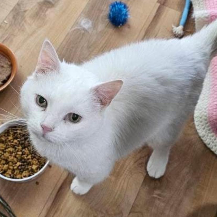 Keek, a Adoptable Domestic Short Hair in Towanda, PA image 1/2