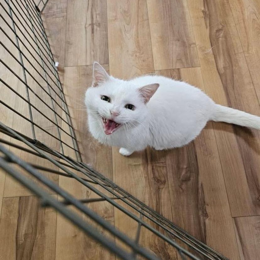 Keek, Adoptable, Senior Female Domestic Short Hair.