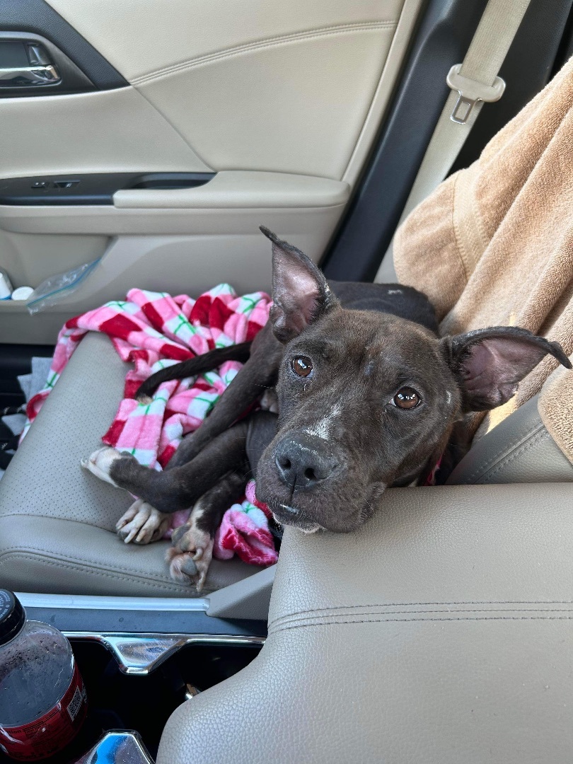Flora, an adoptable Mixed Breed in Lyndhurst, OH, 44124 | Photo Image 2