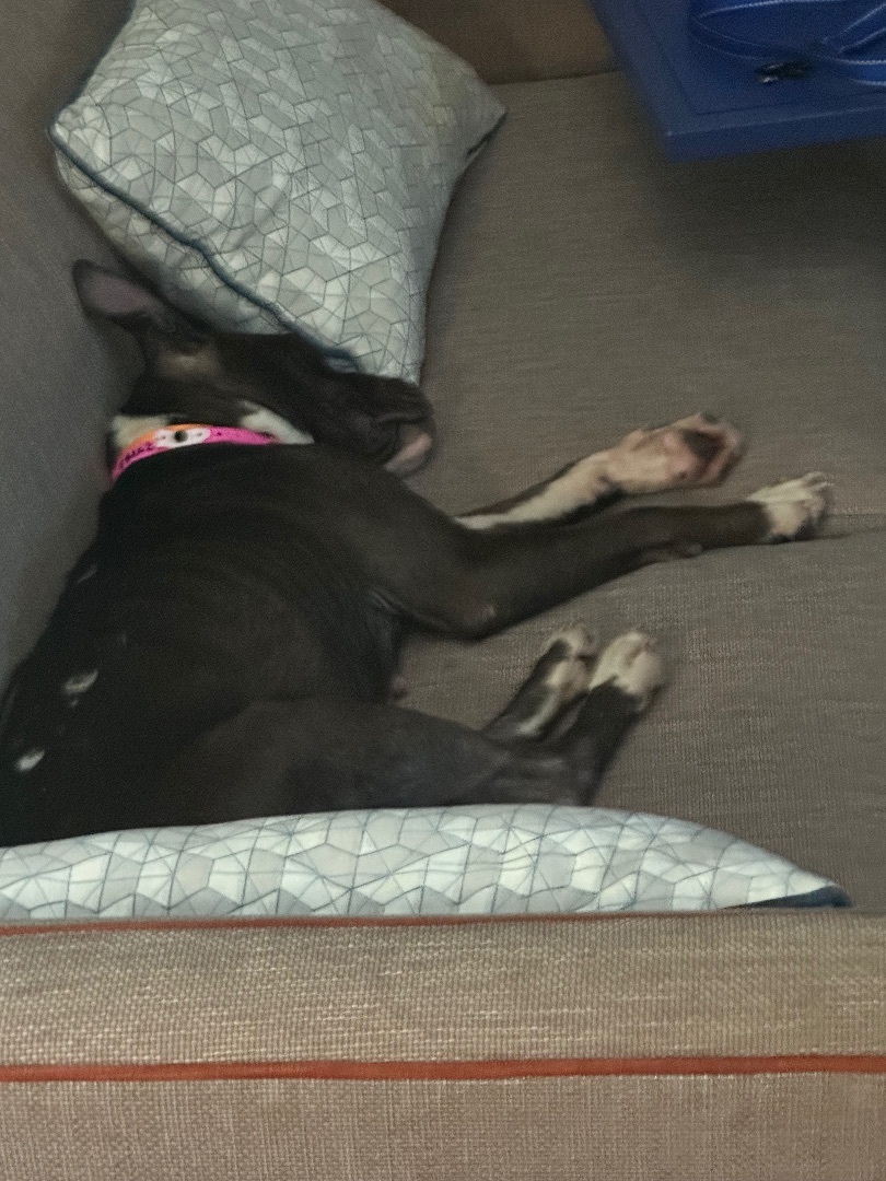 Flora, an adoptable Mixed Breed in Lyndhurst, OH, 44124 | Photo Image 3