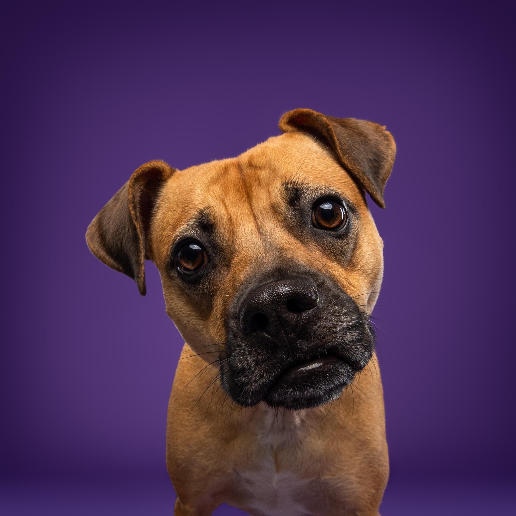 Lua, a ADOPTABLE mixed breed in Mississauga, ON image 4/6