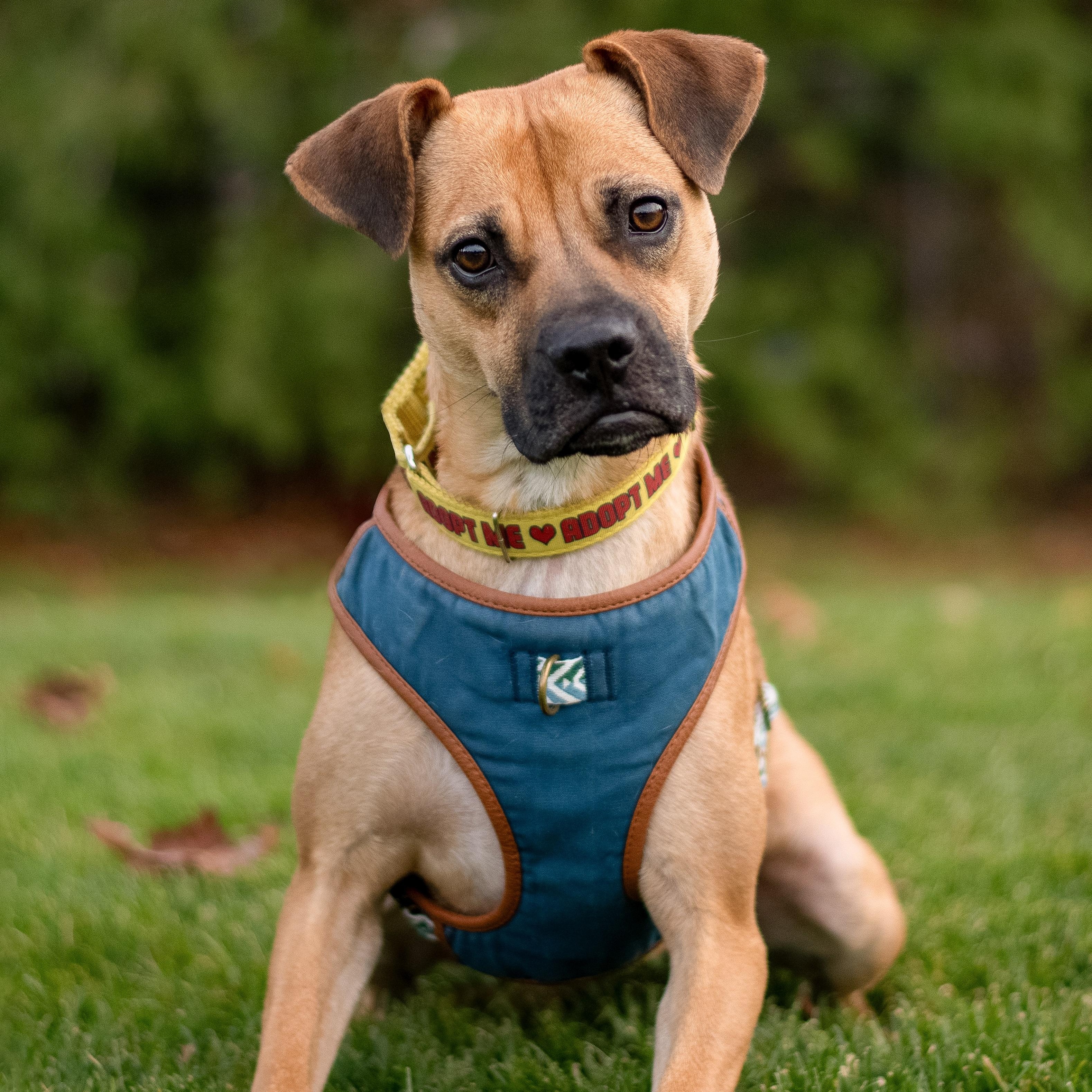 Lua, a ADOPTABLE mixed breed in Mississauga, ON image 5/6