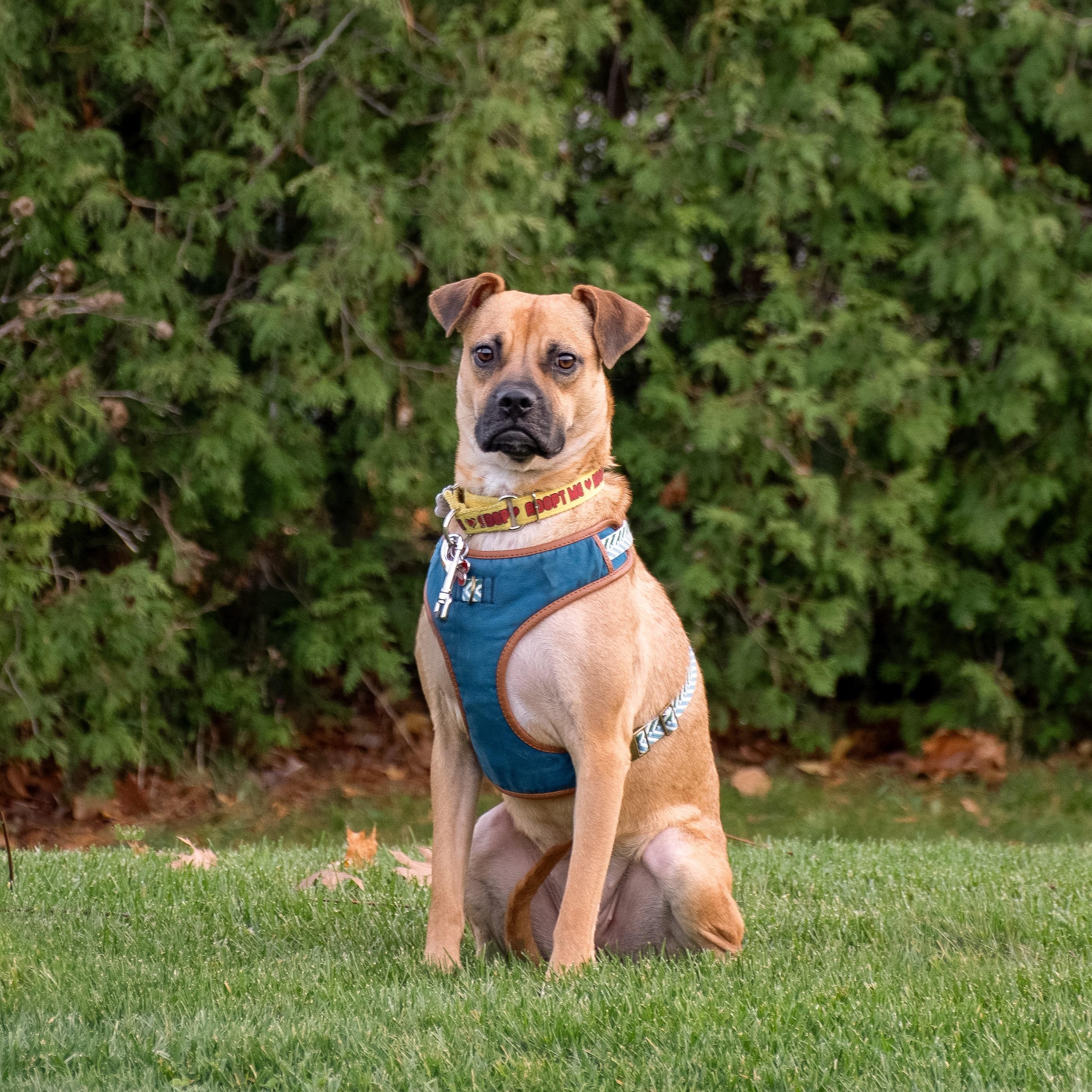 Lua, a ADOPTABLE mixed breed in Mississauga, ON image 6/6