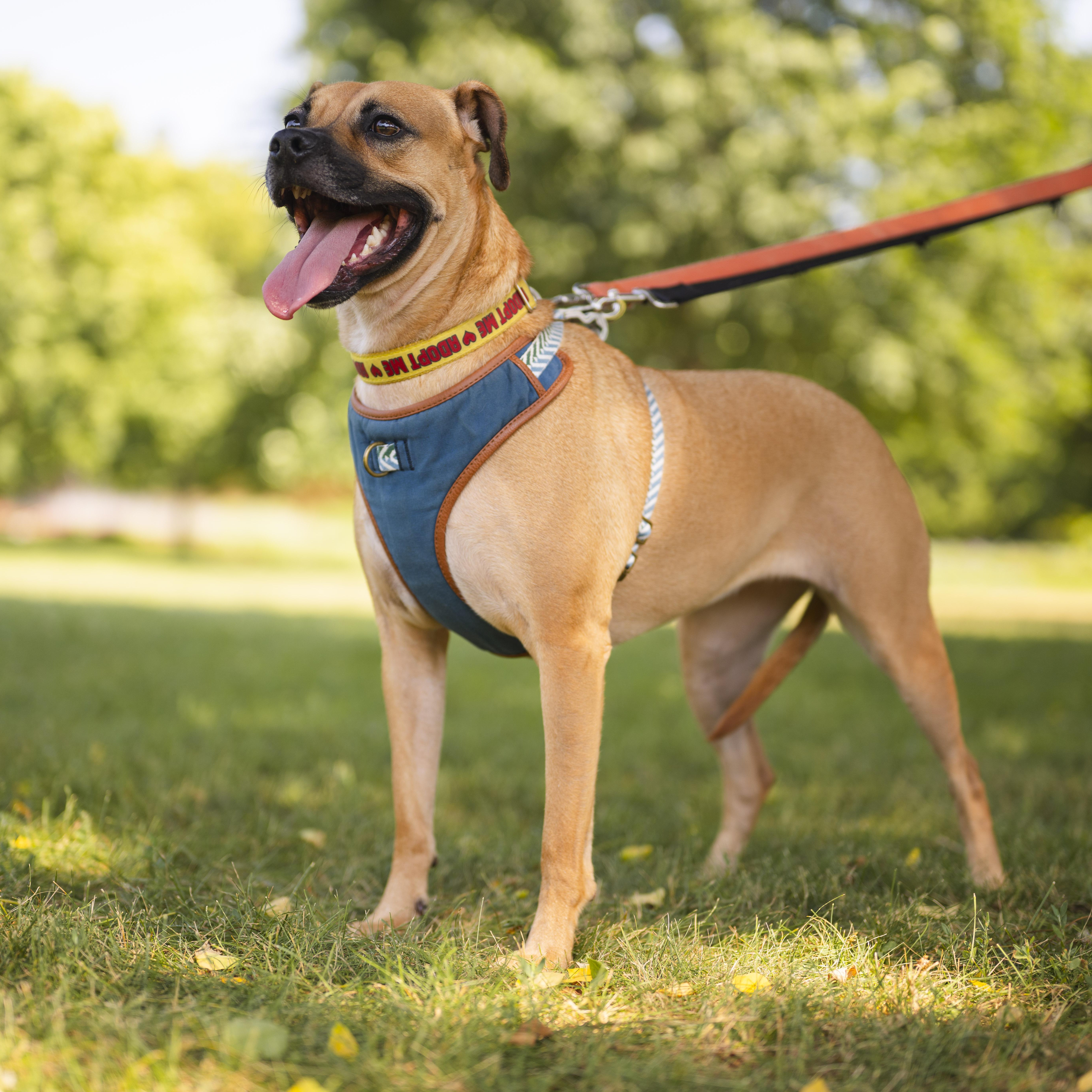 Lua, a ADOPTABLE mixed breed in Mississauga, ON image 3/6