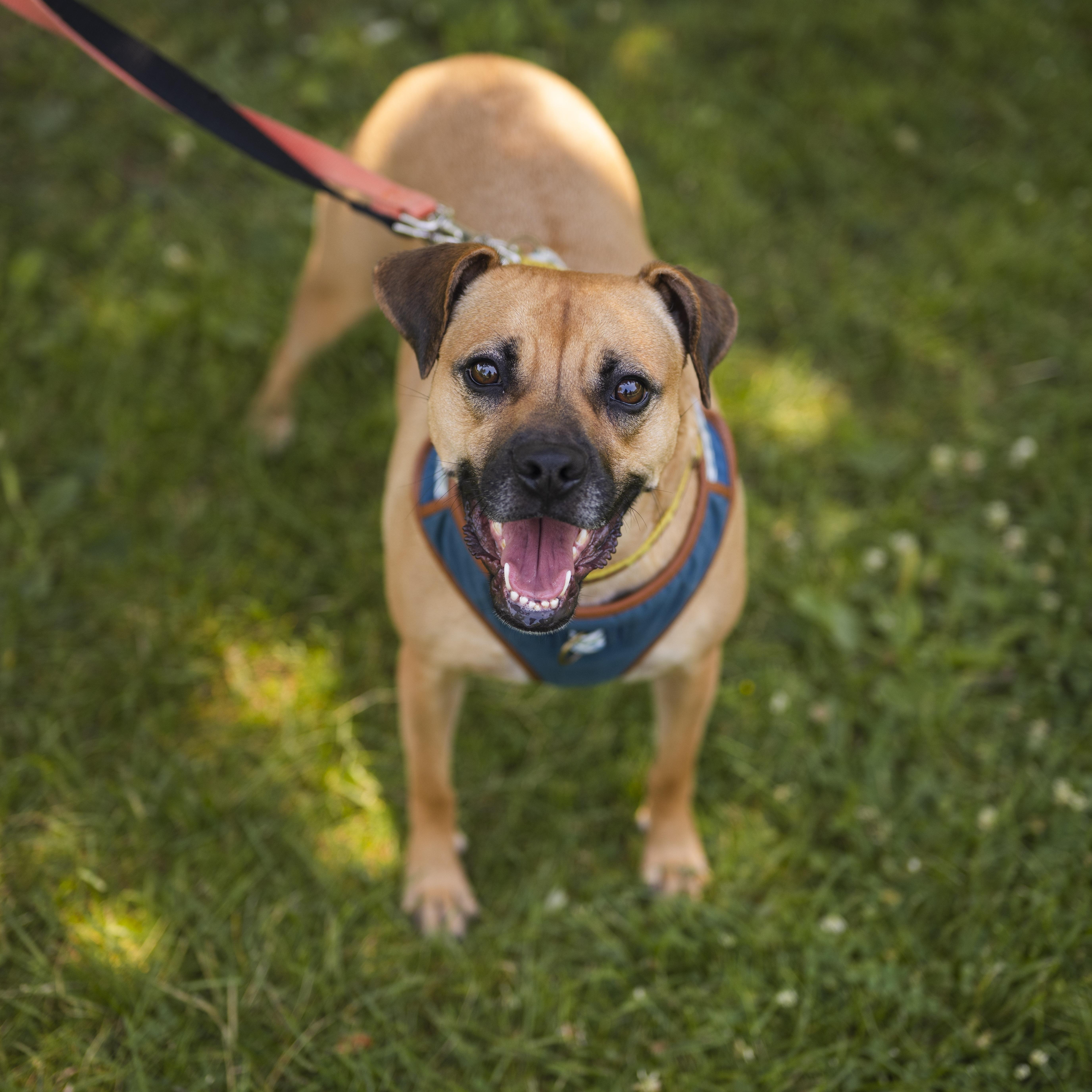Lua, ADOPTABLE, Adult Female Boxer & Mixed Breed.