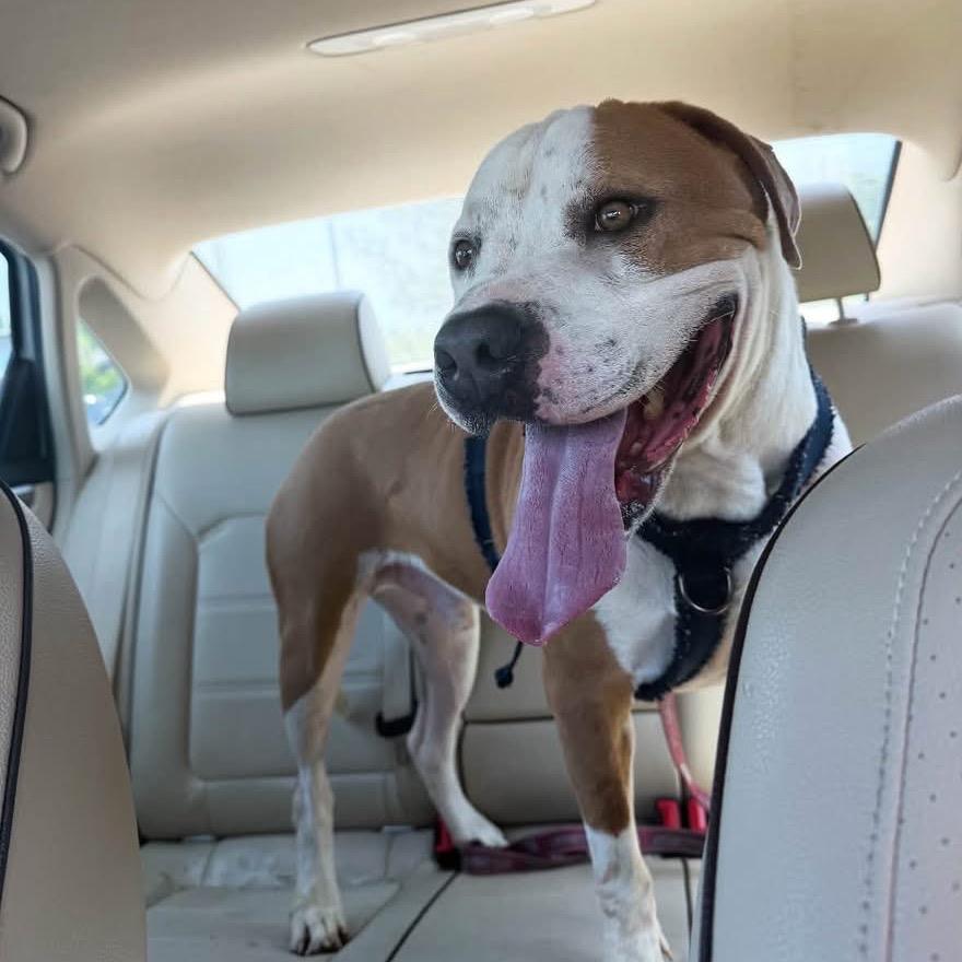 Tater - In Foster (Adoption Fee Sponsored!), Adoptable, Adult Male Mixed Breed.