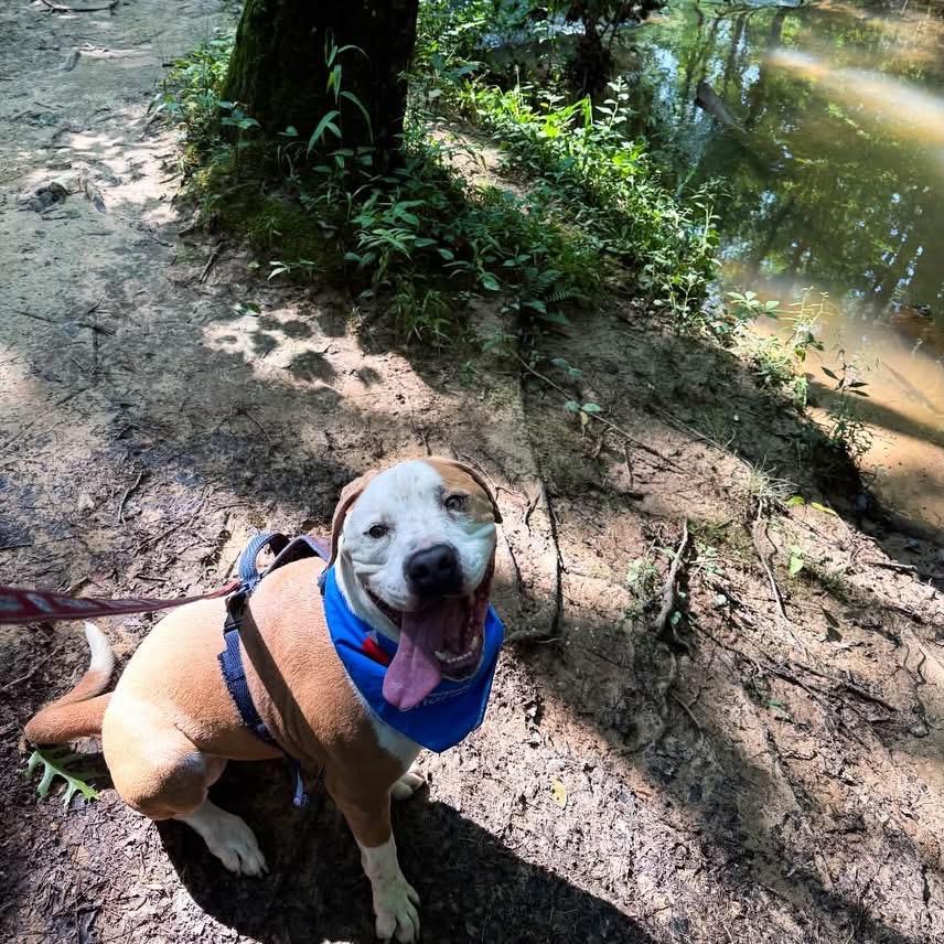 Enlarge Tater - In Foster (Adoption Fee Sponsored!), a Adoptable Mixed Breed in Alabaster, AL image 2/6