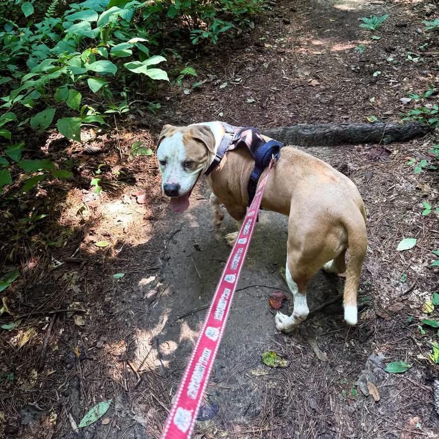 Enlarge Tater - In Foster (Adoption Fee Sponsored!), a Adoptable Mixed Breed in Alabaster, AL image 3/6