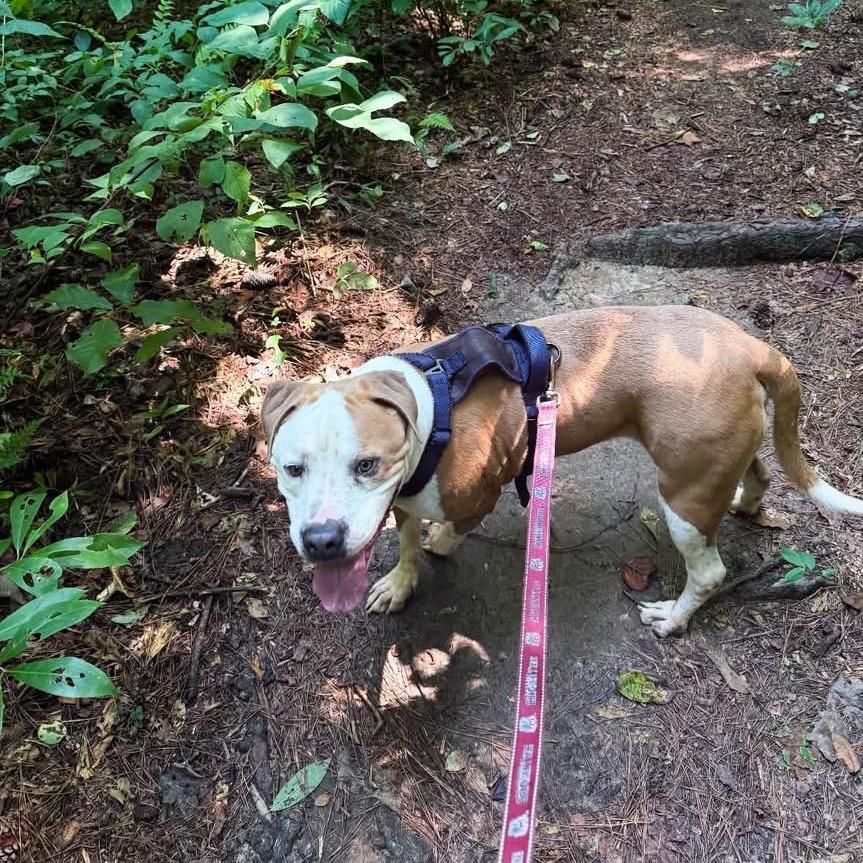 Enlarge Tater - In Foster (Adoption Fee Sponsored!), a Adoptable Mixed Breed in Alabaster, AL image 5/6
