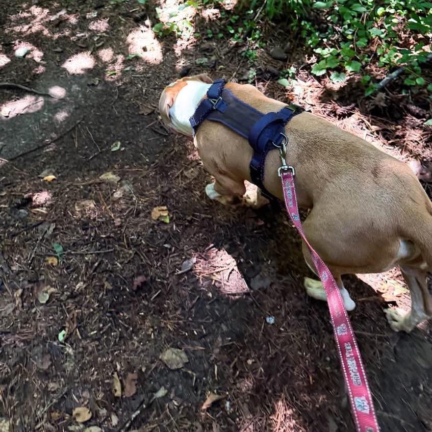 Enlarge Tater - In Foster (Adoption Fee Sponsored!), a Adoptable Mixed Breed in Alabaster, AL image 6/6