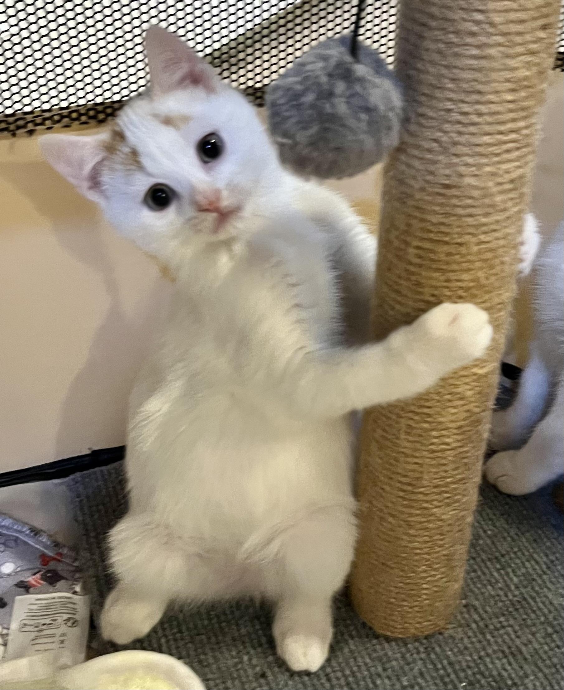 Enlarge David, a ADOPTABLE Domestic Short Hair in Allentown, NJ image 1/4