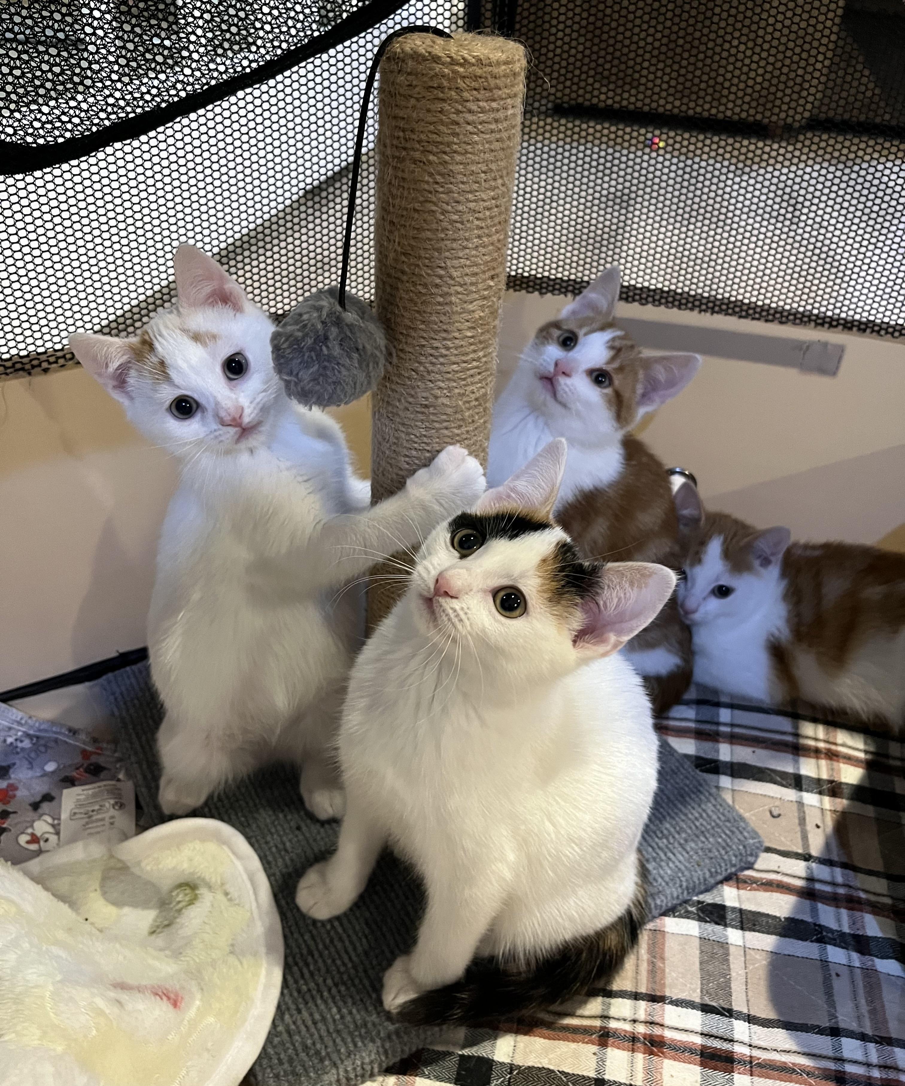 Enlarge David, a ADOPTABLE Domestic Short Hair in Allentown, NJ image 3/4