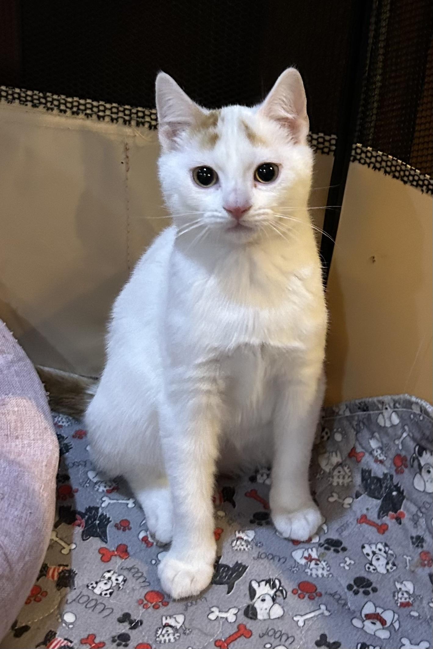 Enlarge David, a ADOPTABLE Domestic Short Hair in Allentown, NJ image 4/4