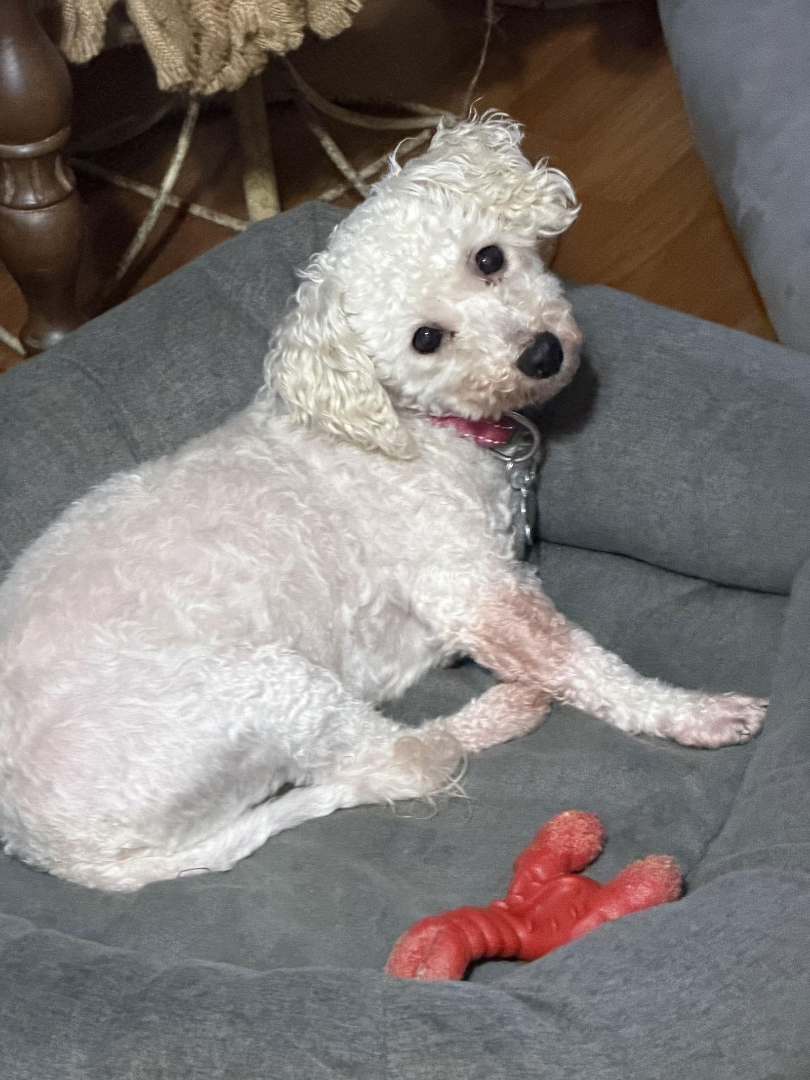 Enlarge Snow, a Adoptable Bichon Frise in Sioux Falls, SD image 1/3