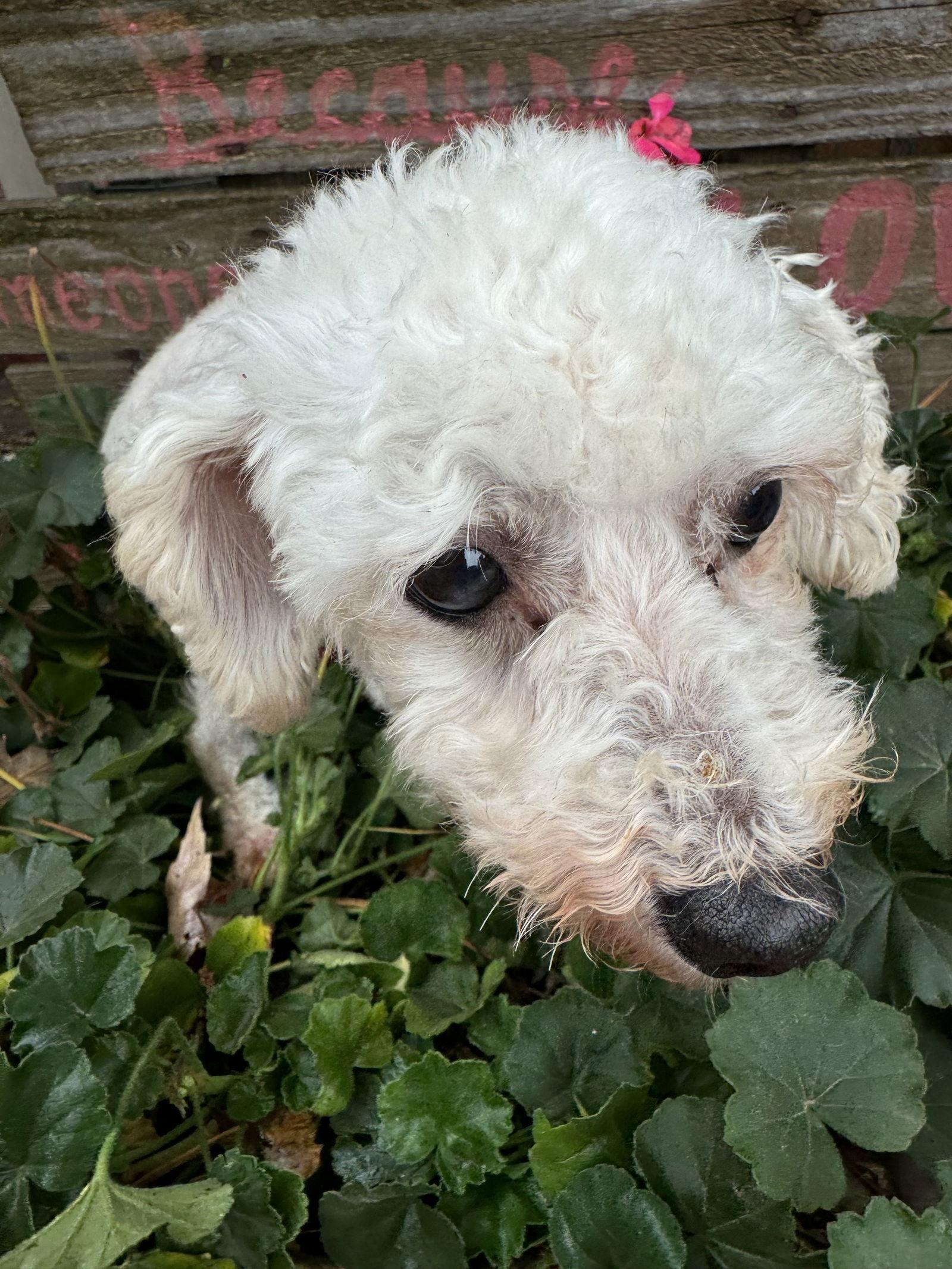 Enlarge Snow, a Adoptable Bichon Frise in Sioux Falls, SD image 2/3