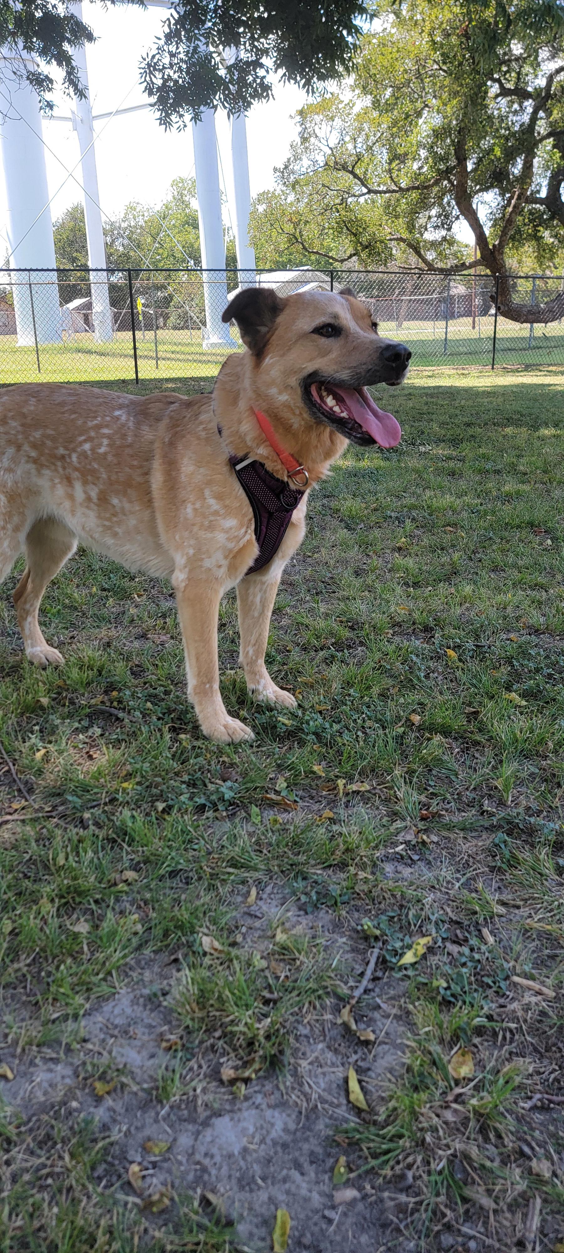 Remy, Adoptable, Adult Male Australian Cattle Dog / Blue Heeler.