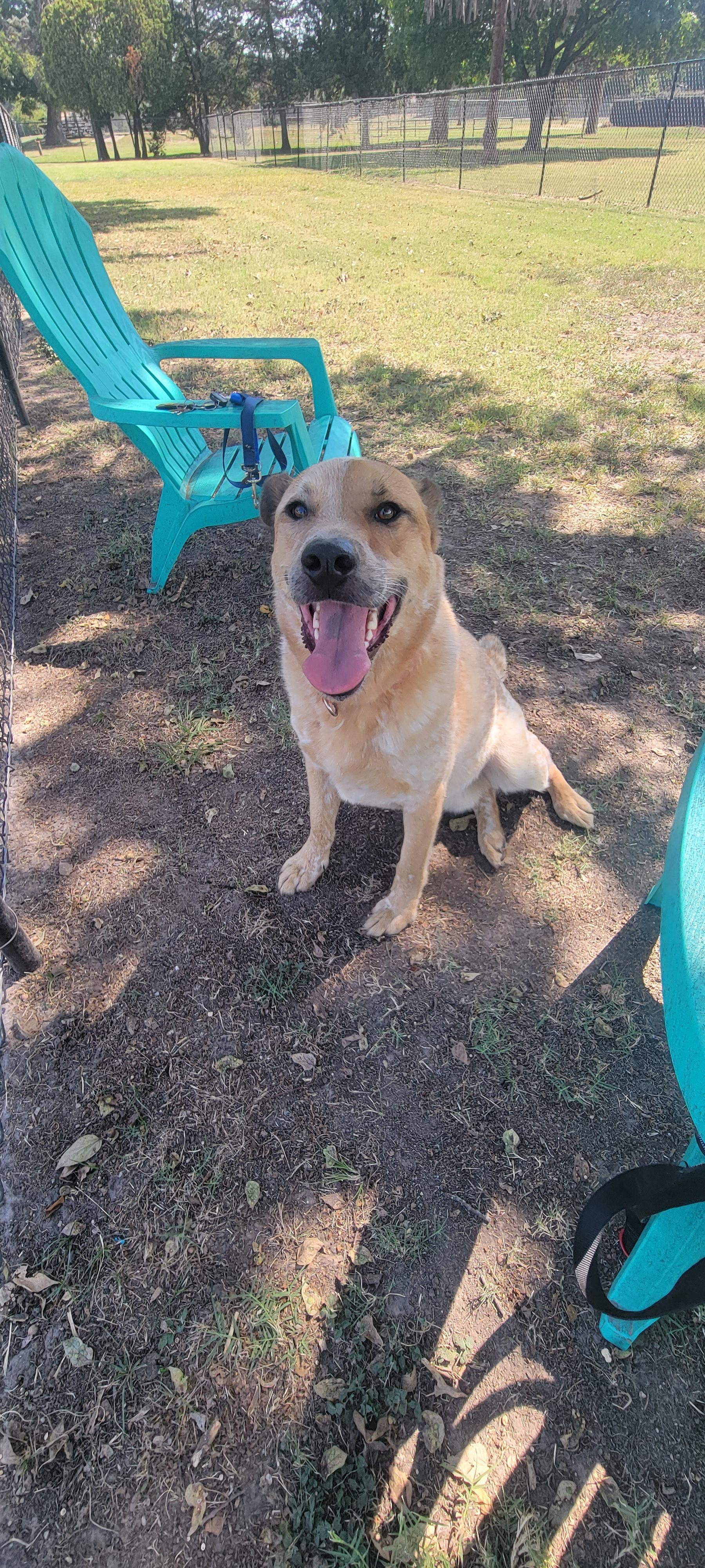 Enlarge Remy, a Adoptable mixed breed in New Haven, CT image 2/5