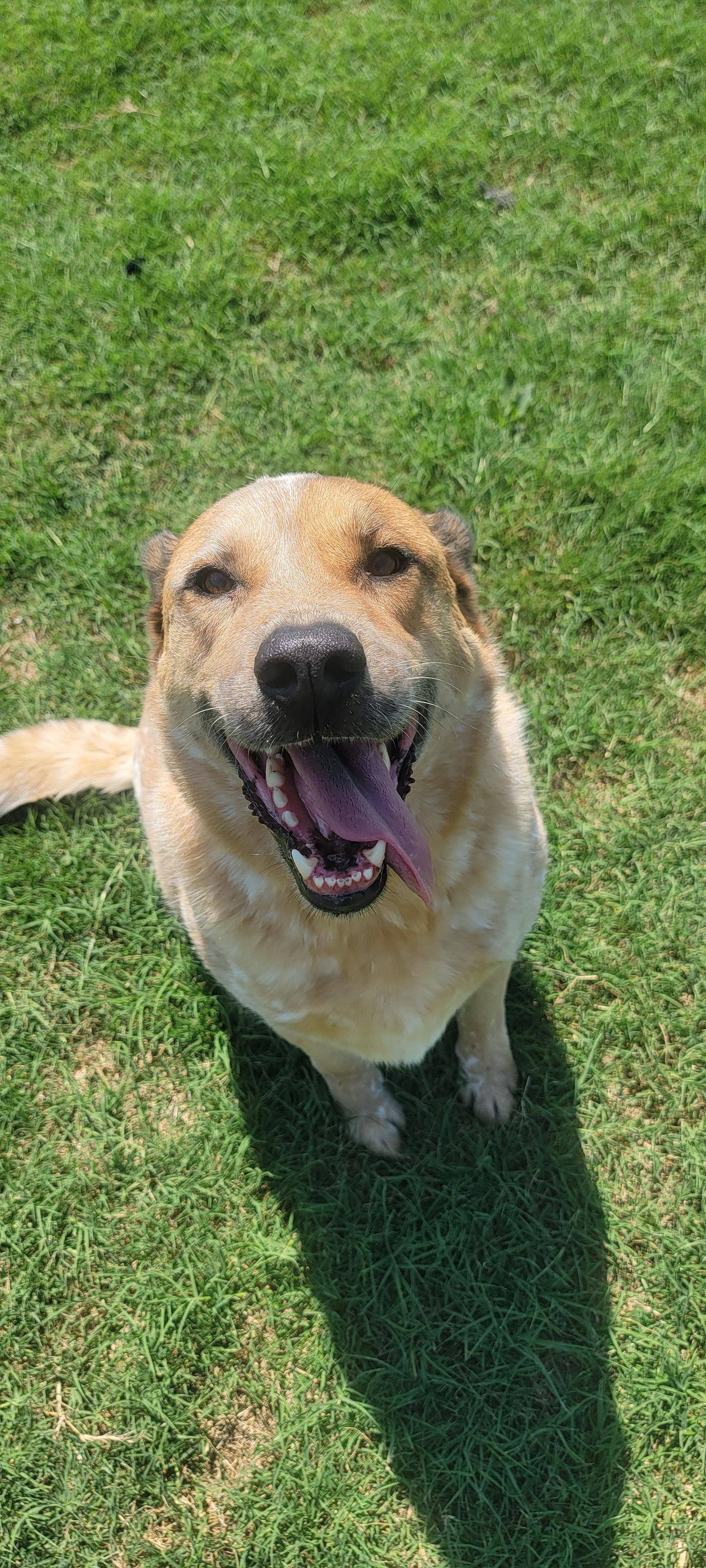 Enlarge Remy, a Adoptable mixed breed in New Haven, CT image 4/5