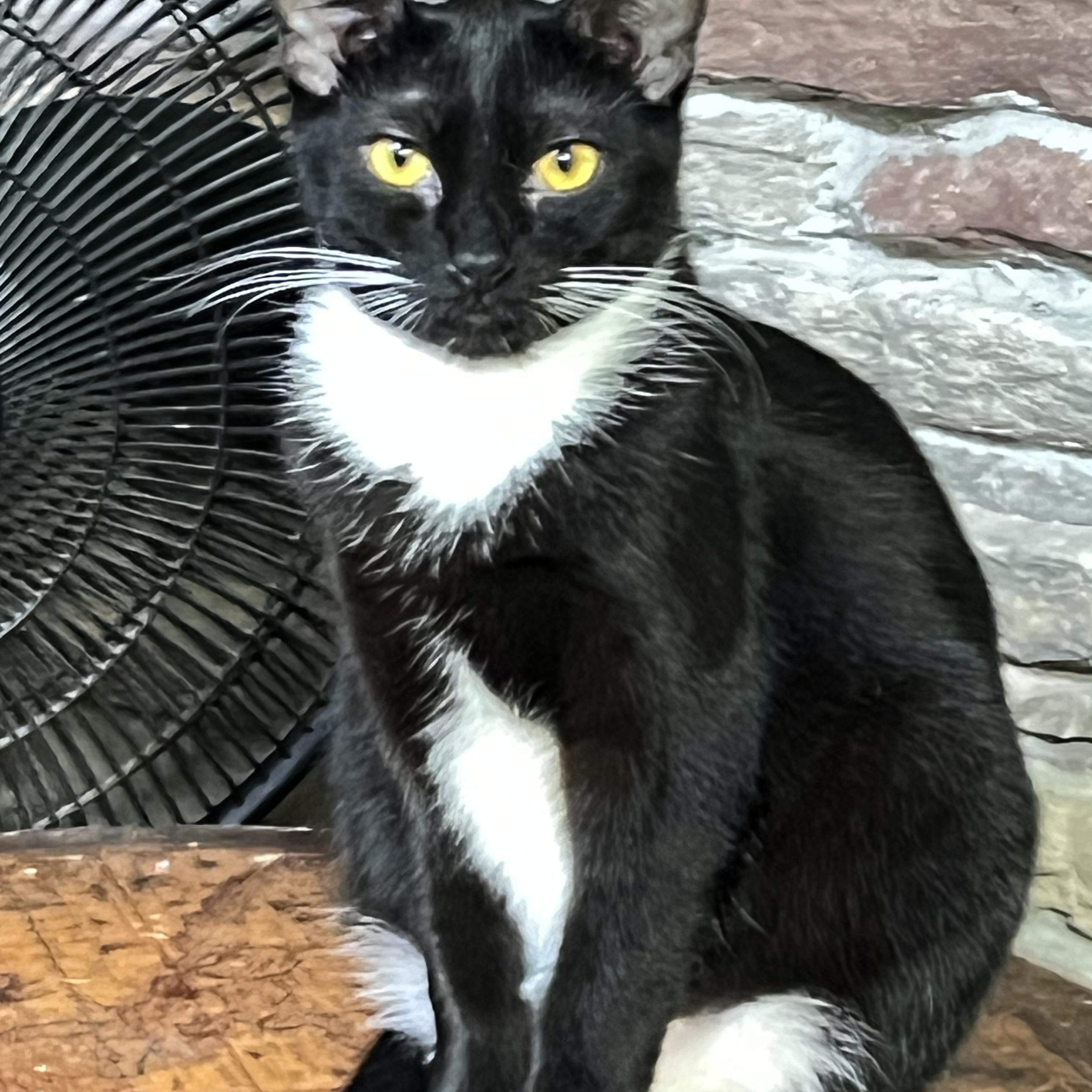 Astra, Adoptable, Young Female Tuxedo.