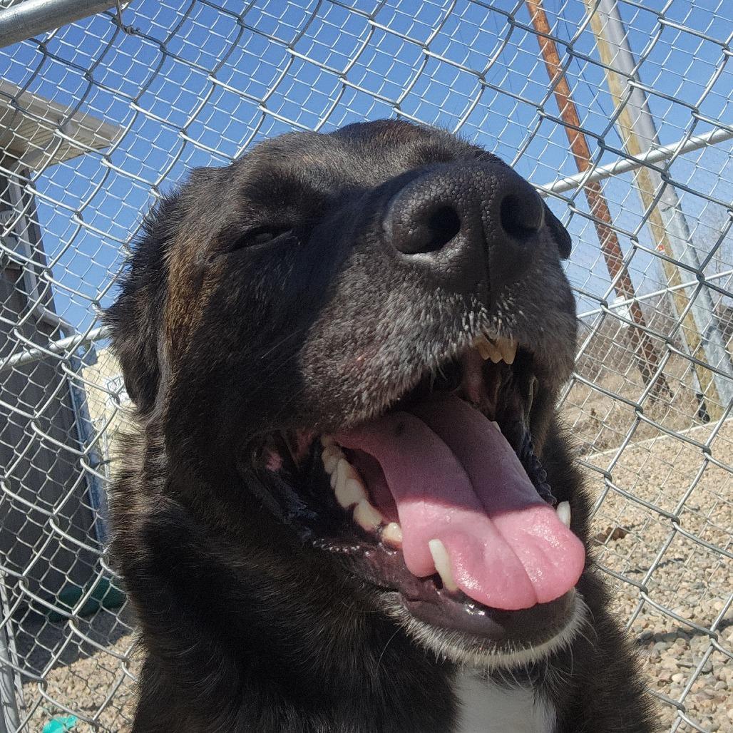 Sage, Adoptable, Adult Female Greyhound & Mixed Breed.